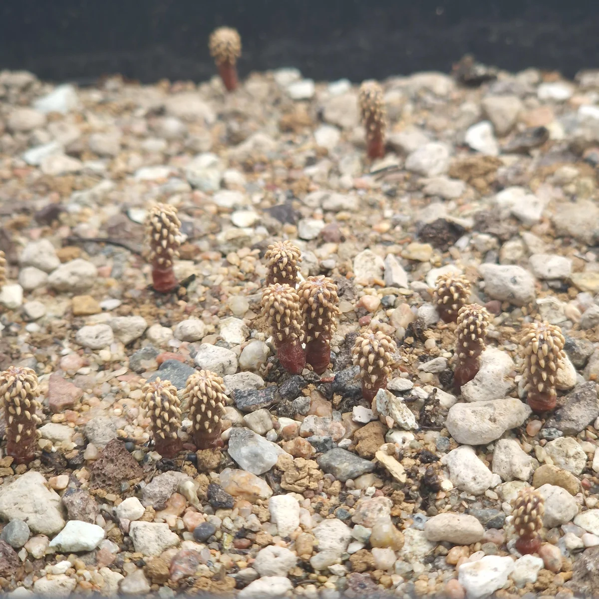 Geohintonia Mexicana