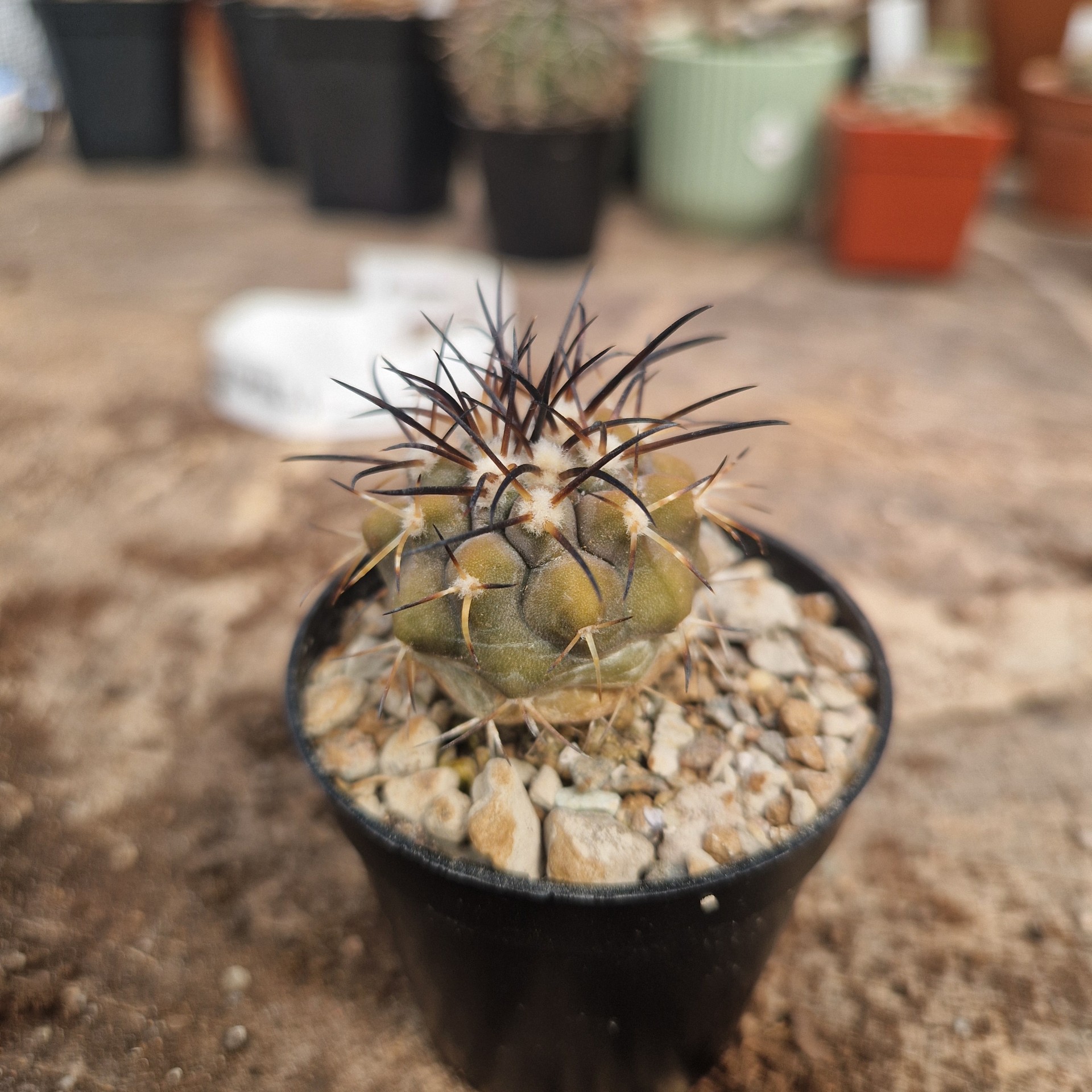 Copiapoa Cinerea cover