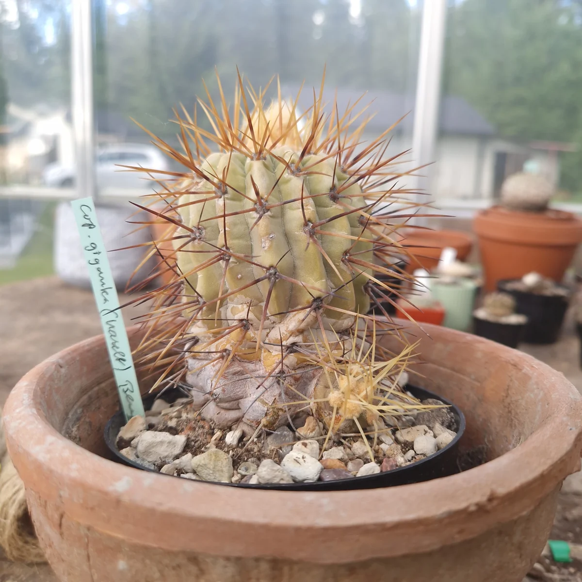 Copiapoa Haseltoniana