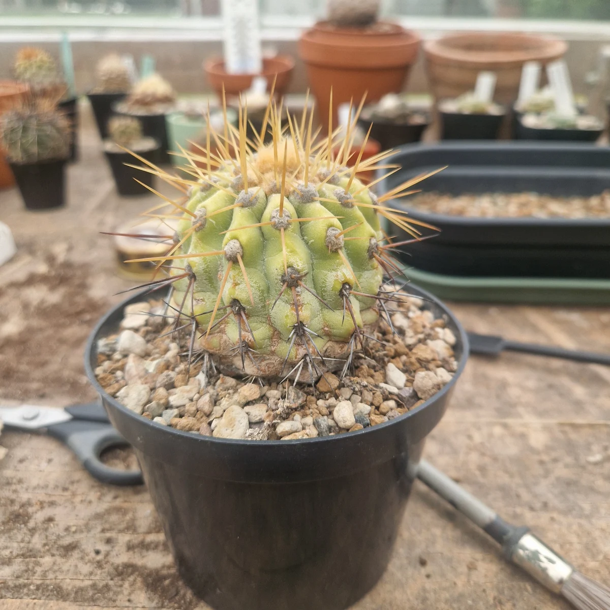 Copiapoa Haseltoniana