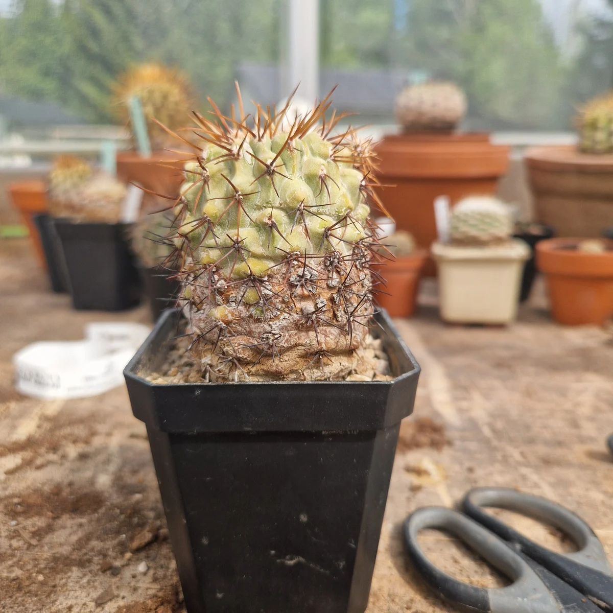 Copiapoa Columna Alba