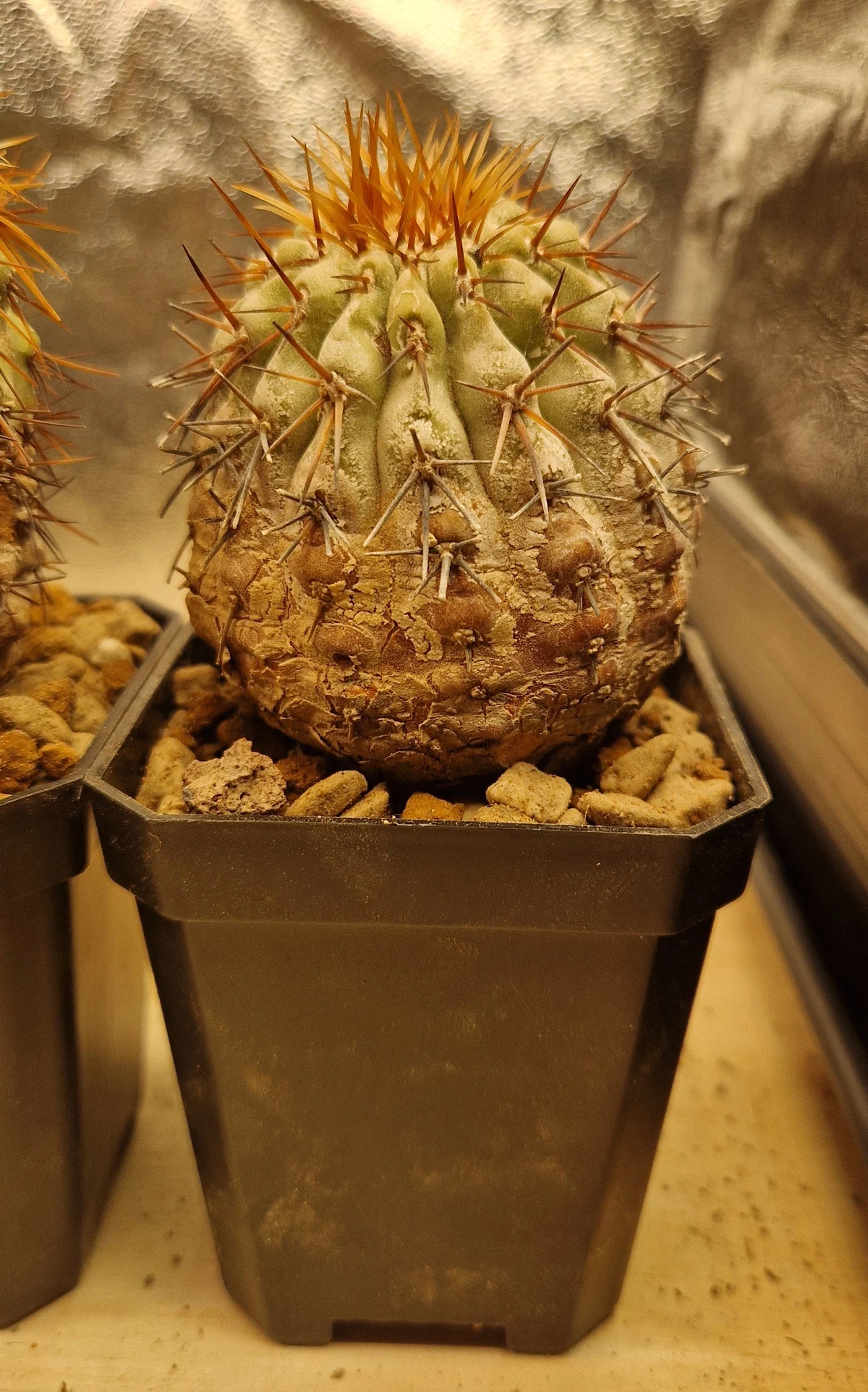 Copiapoa Columna Alba