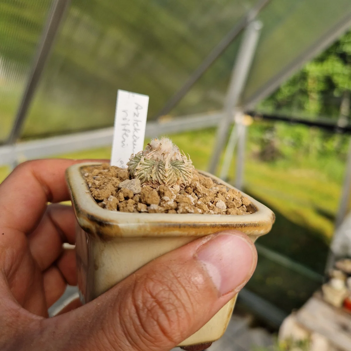 Aztekium Ritterii