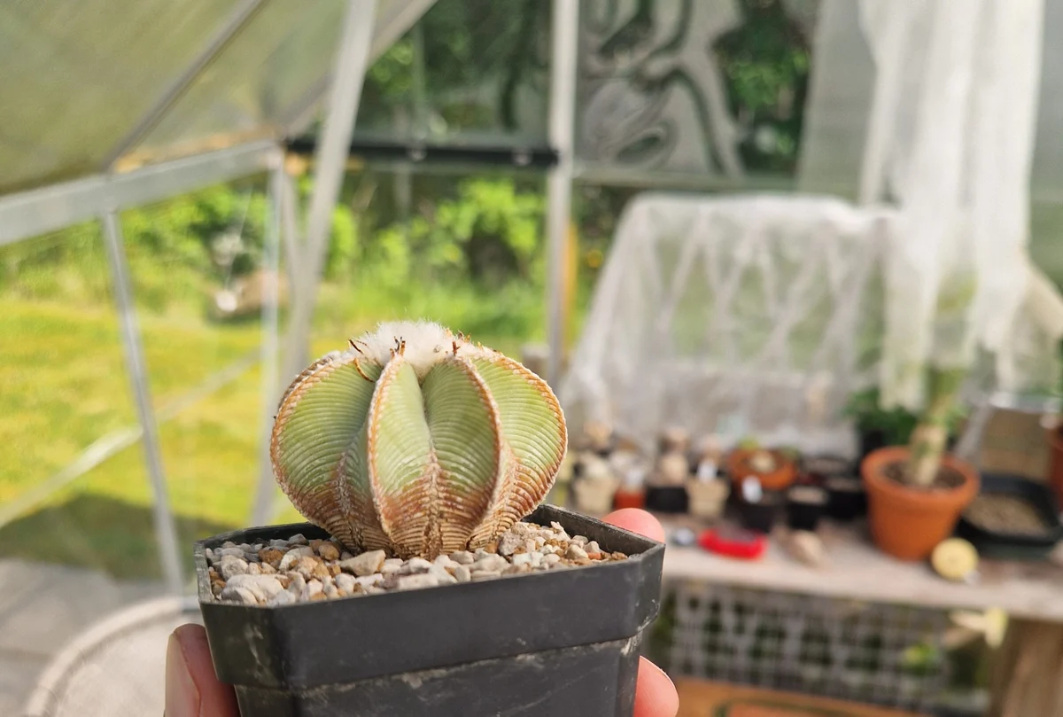 Aztekium Hintonii