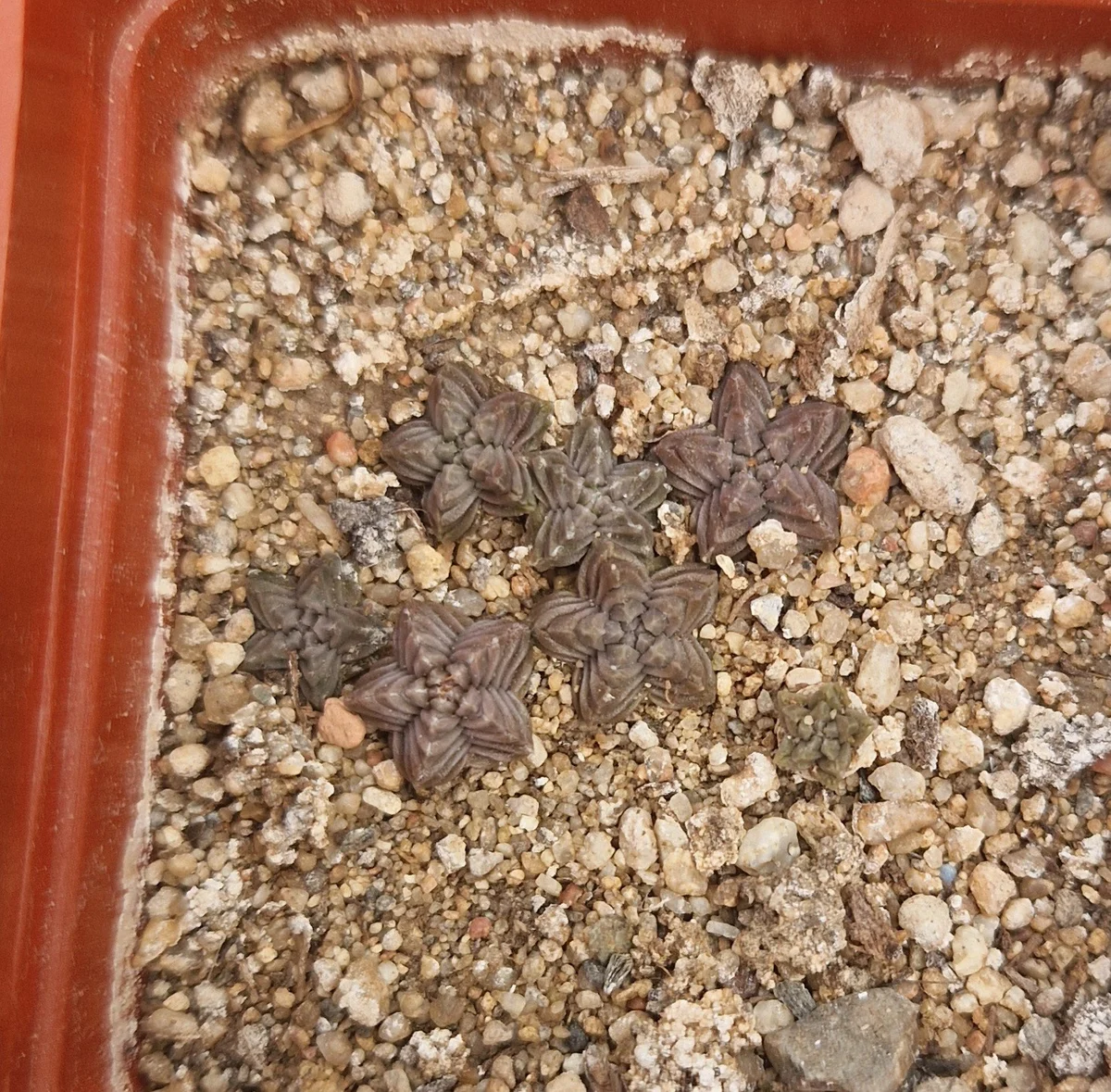 Aztekium Valdezii