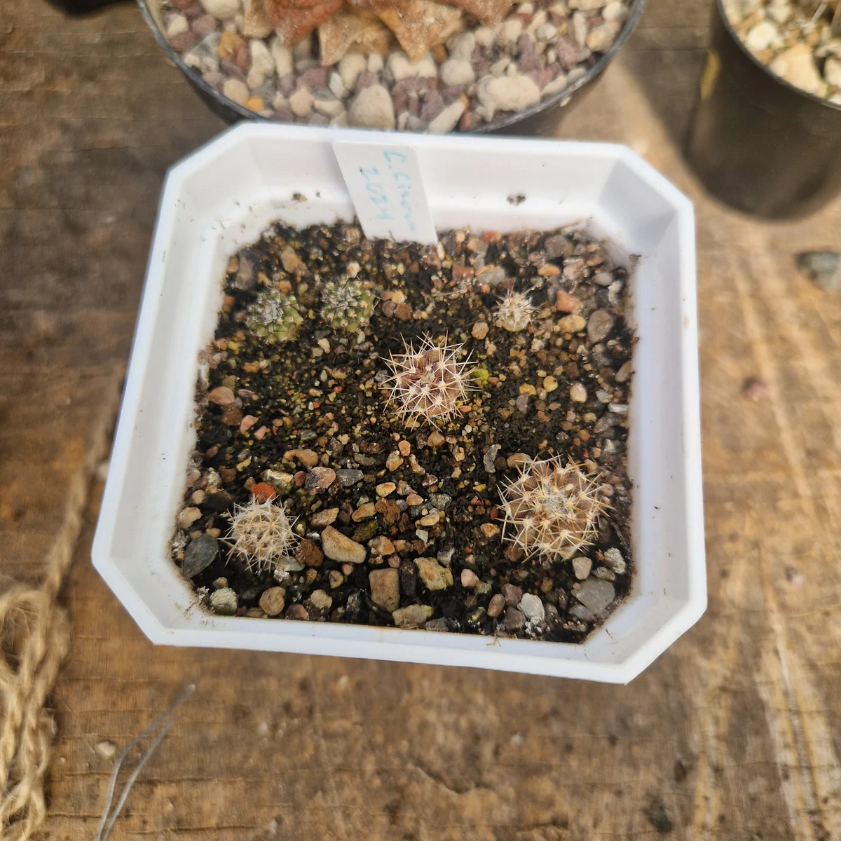 Copiapoa Cinerea