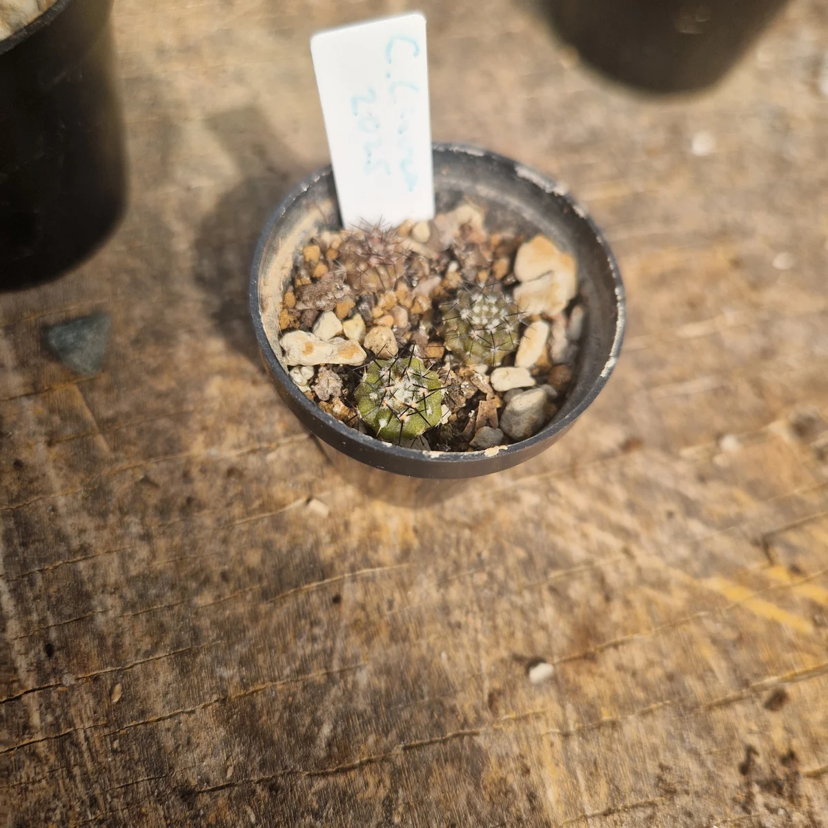 Copiapoa Cinerea