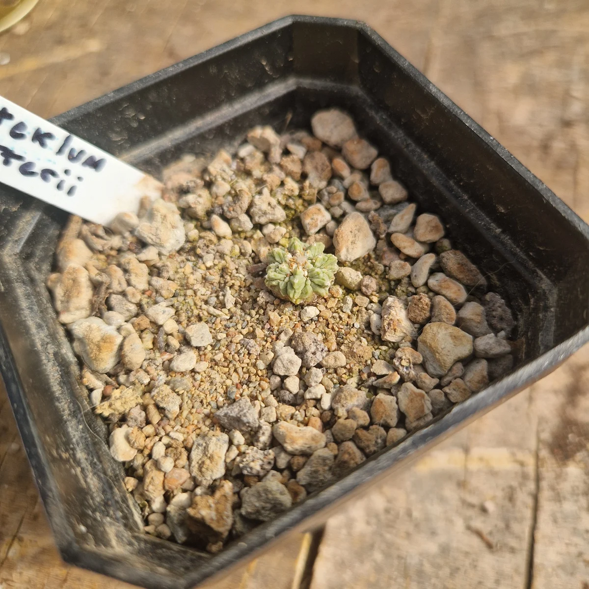 Aztekium Ritterii