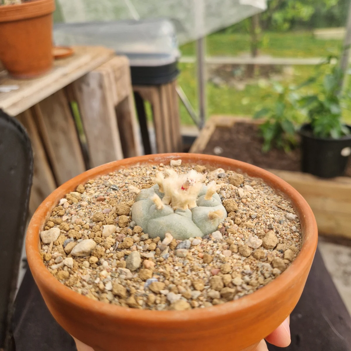 Lophophora Williamsii
