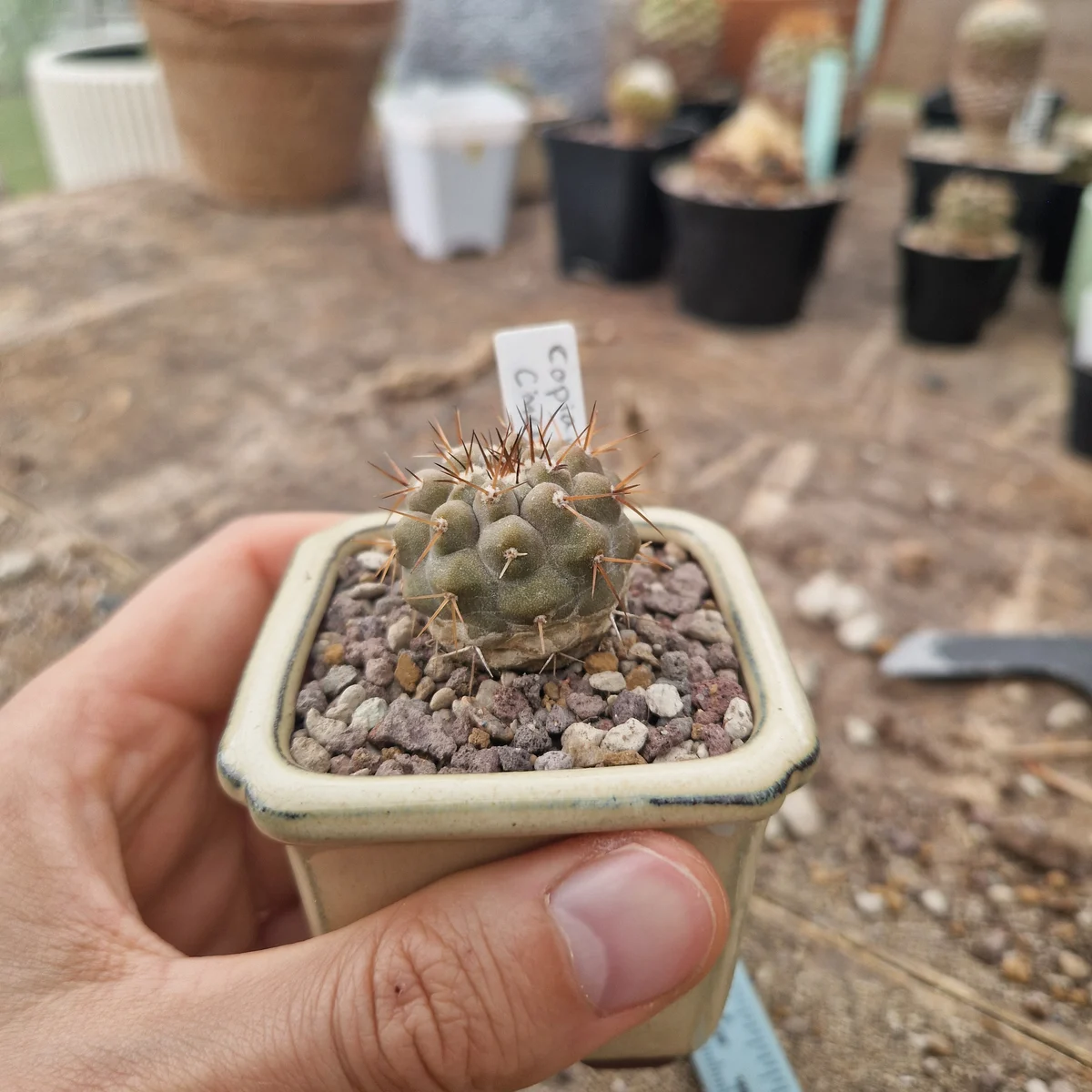 Copiapoa Cinerea