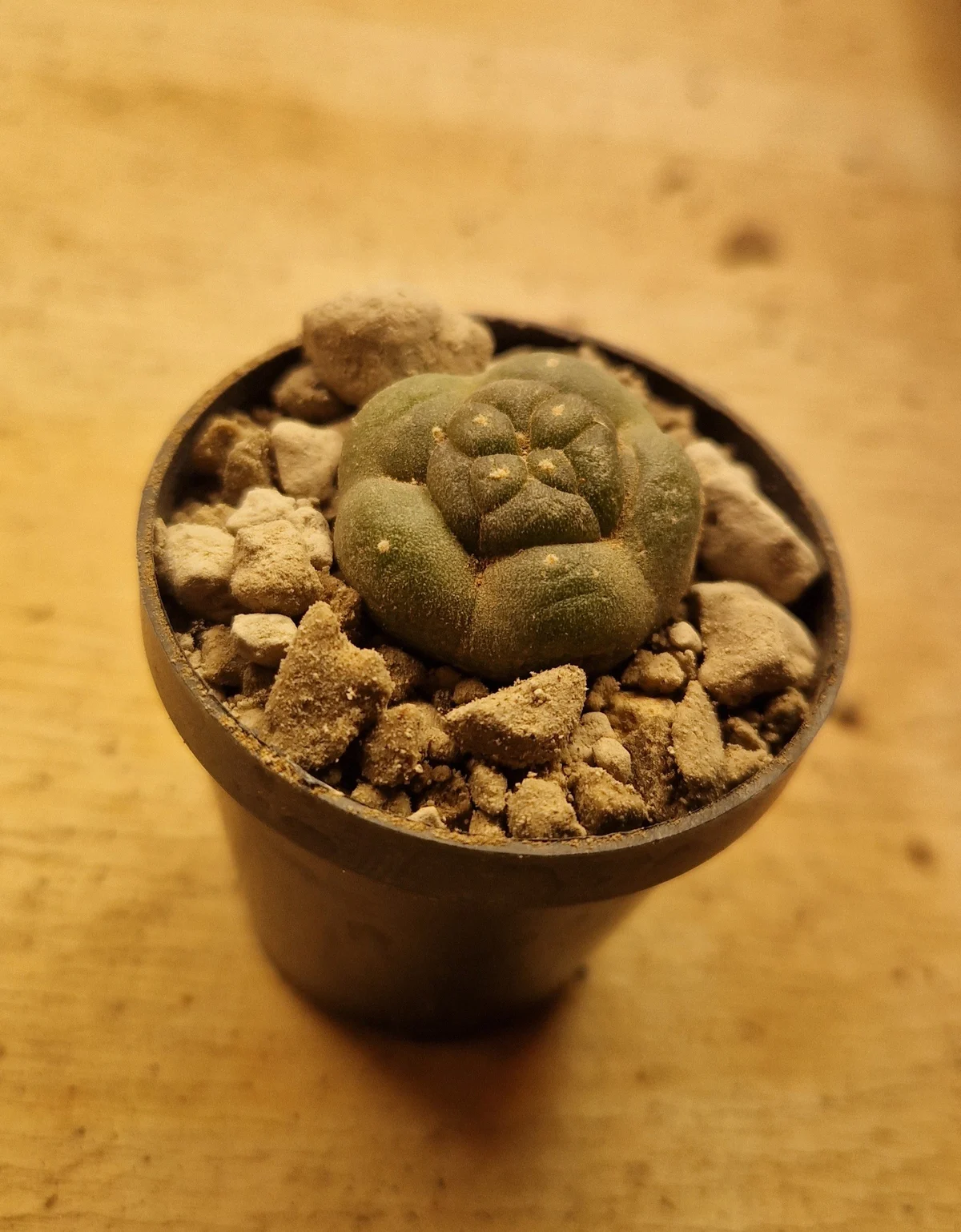 Lophophora williamsii