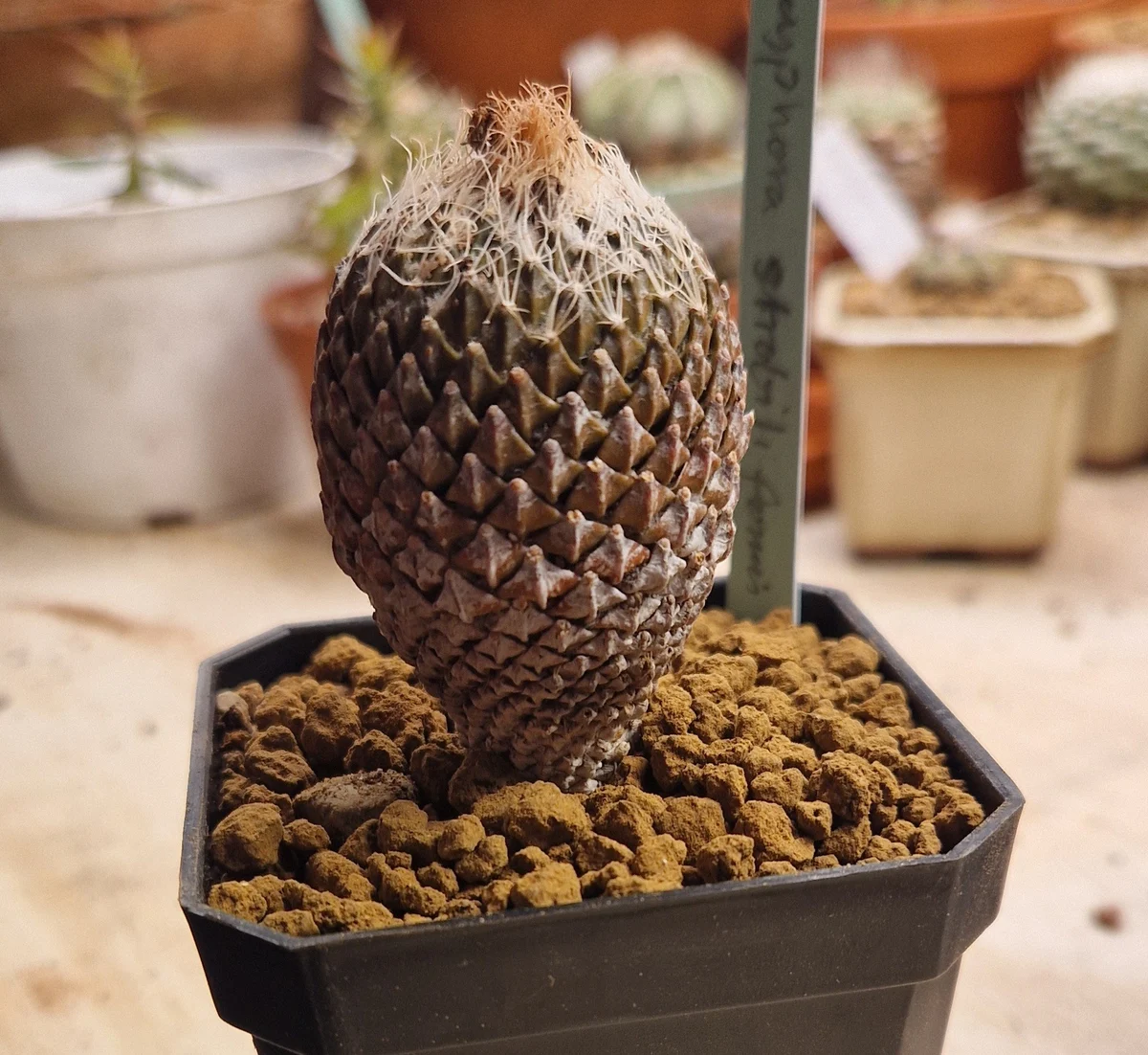Pelecyphora strobiliformis