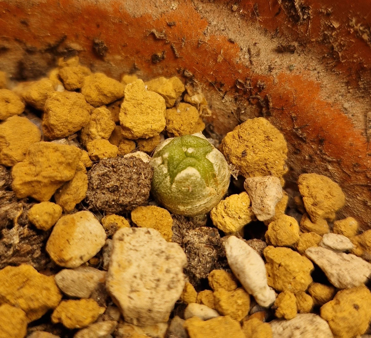 Lophophora williamsii