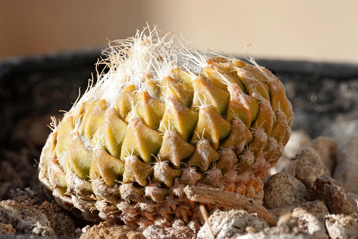 Pelecyphora Strobiliformis
