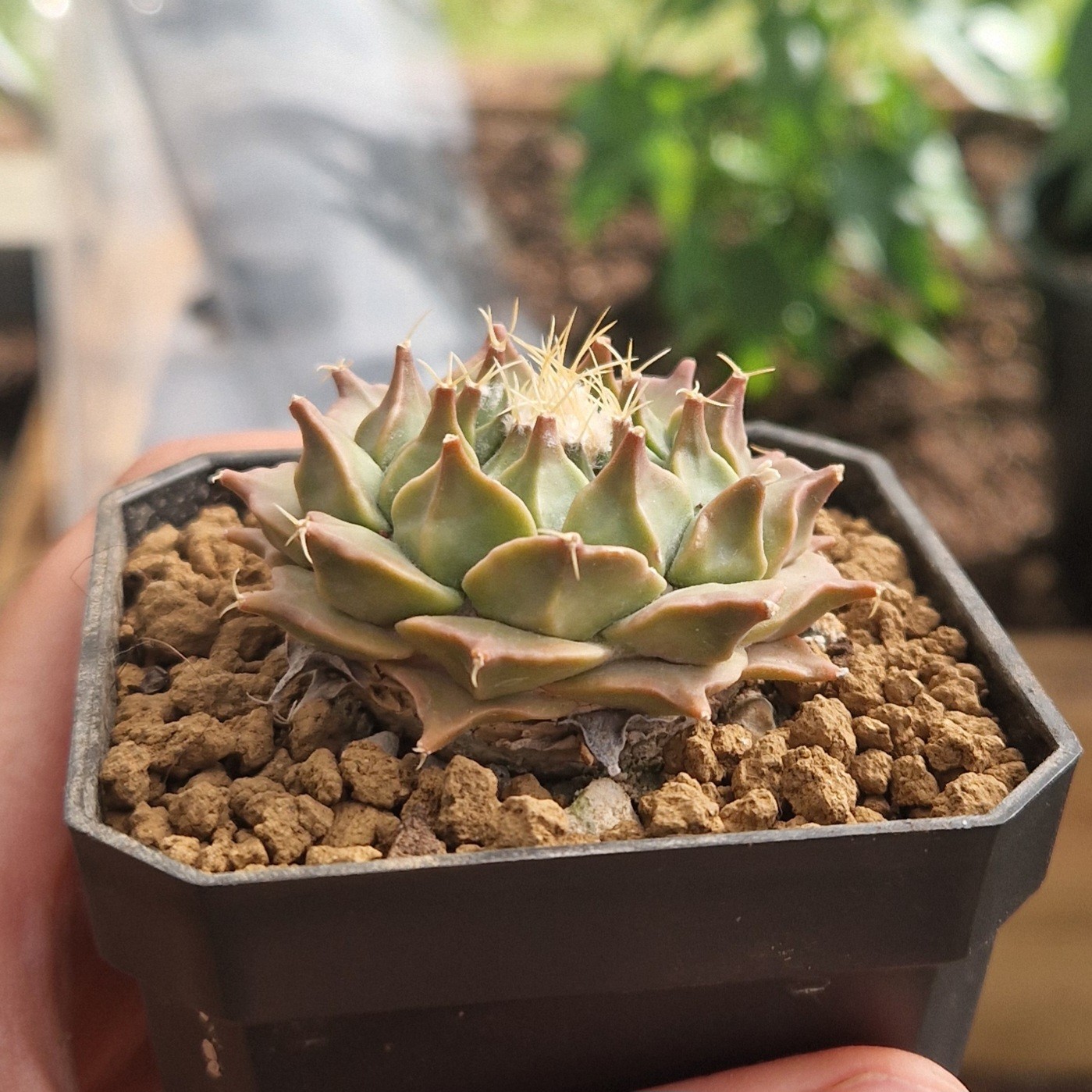 Obregonia Denegrii cover