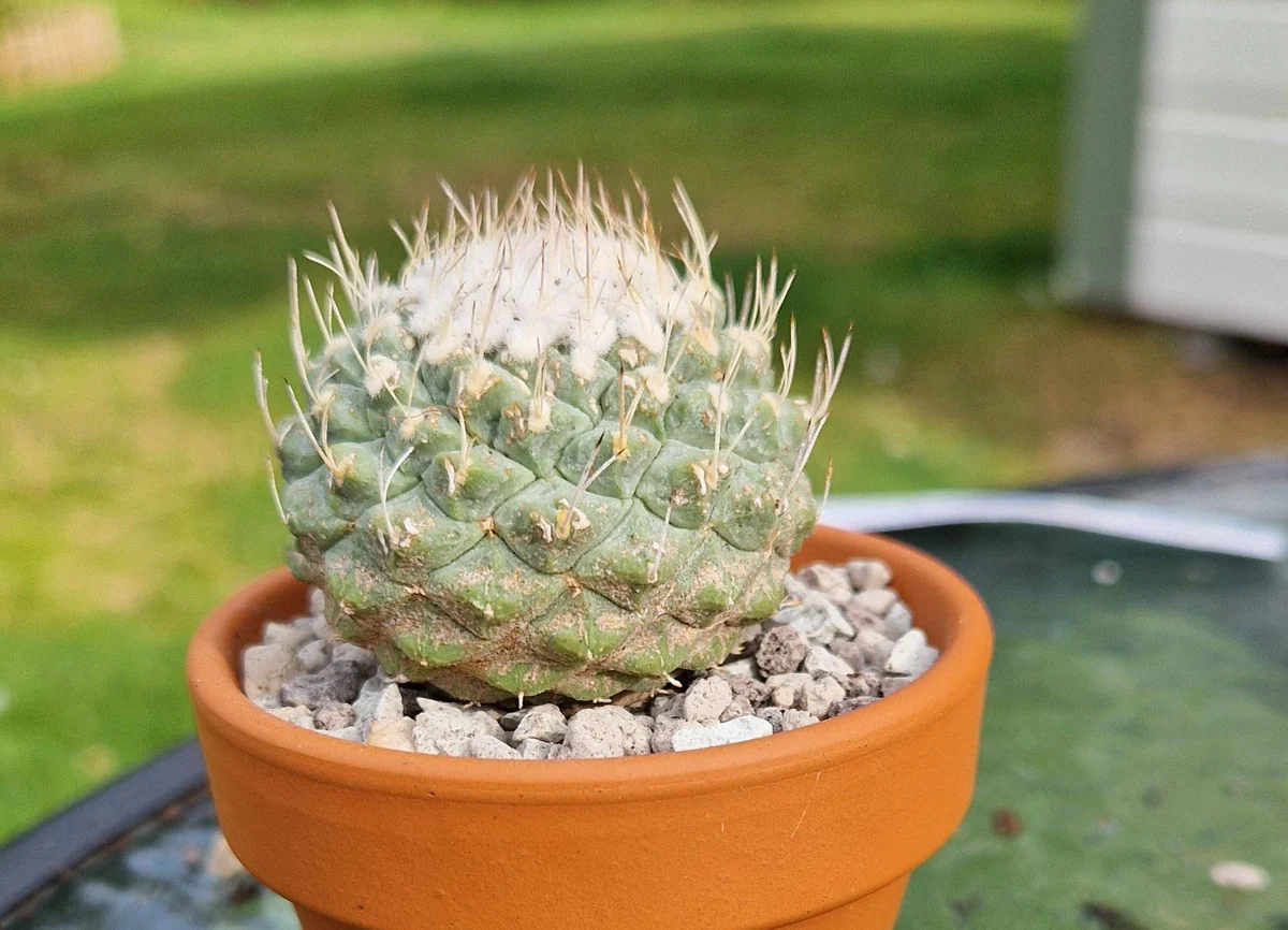 Strombocactus Disciformis