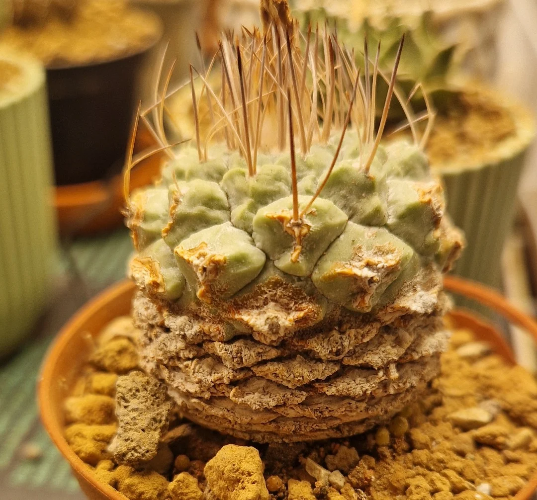 Strombocactus disciformis
