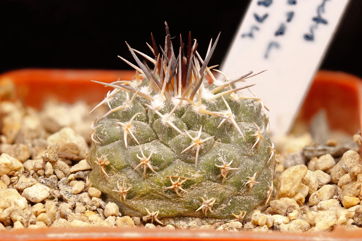 Strombocactus Corregiadorae