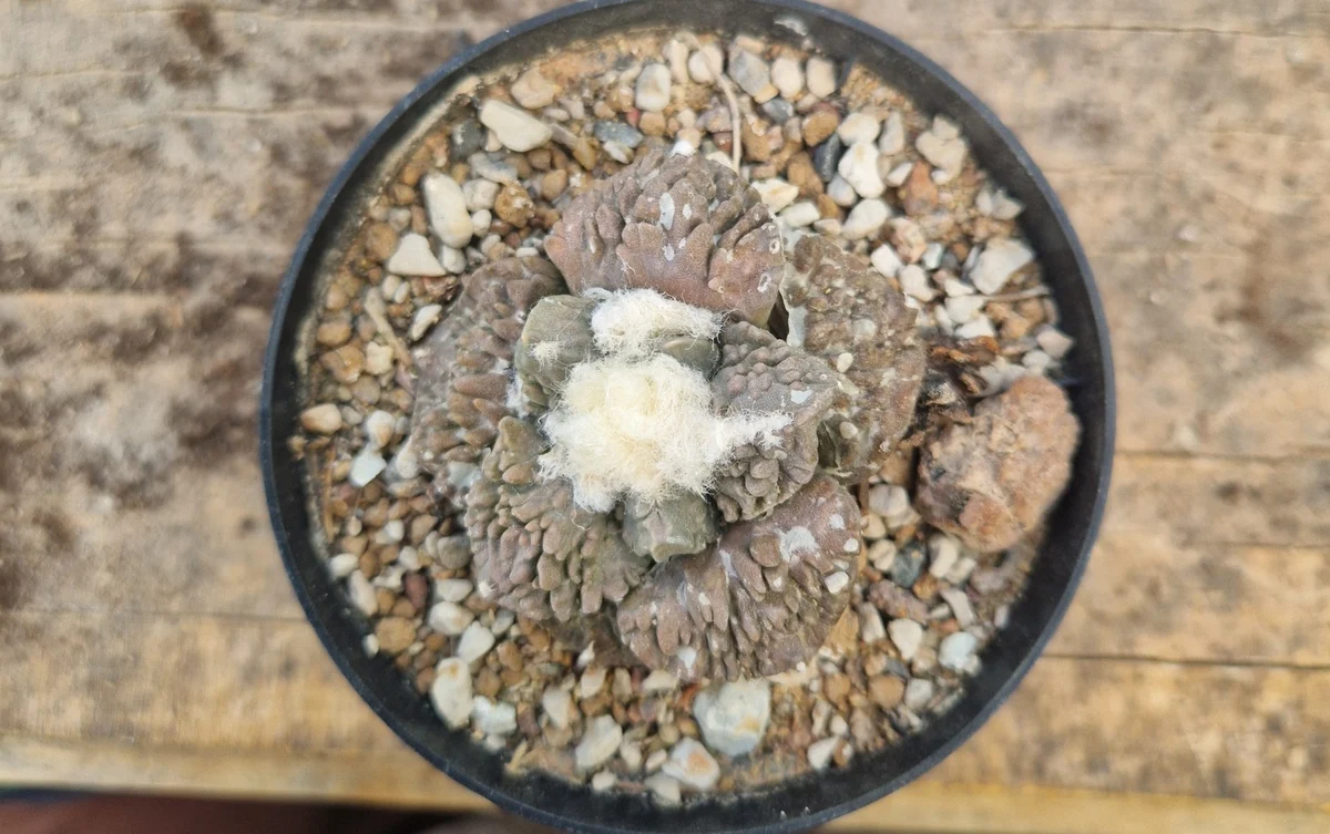 Ariocarpus Fissuratus var. Godzilla