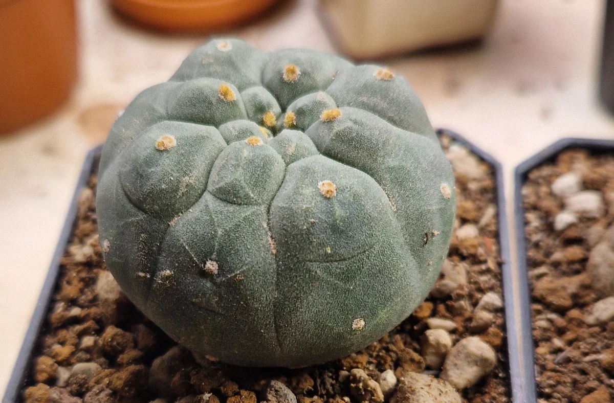 Matucana Madisoniorium