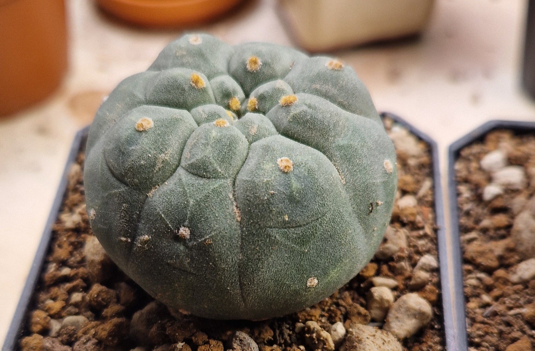 Matucana Madisoniorium cover