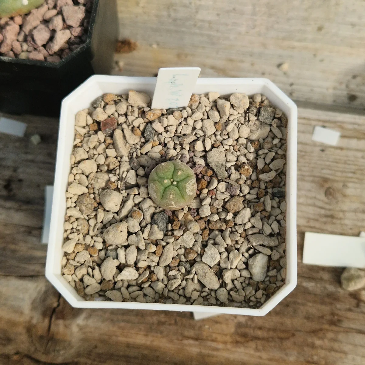 Lophophora williamsii