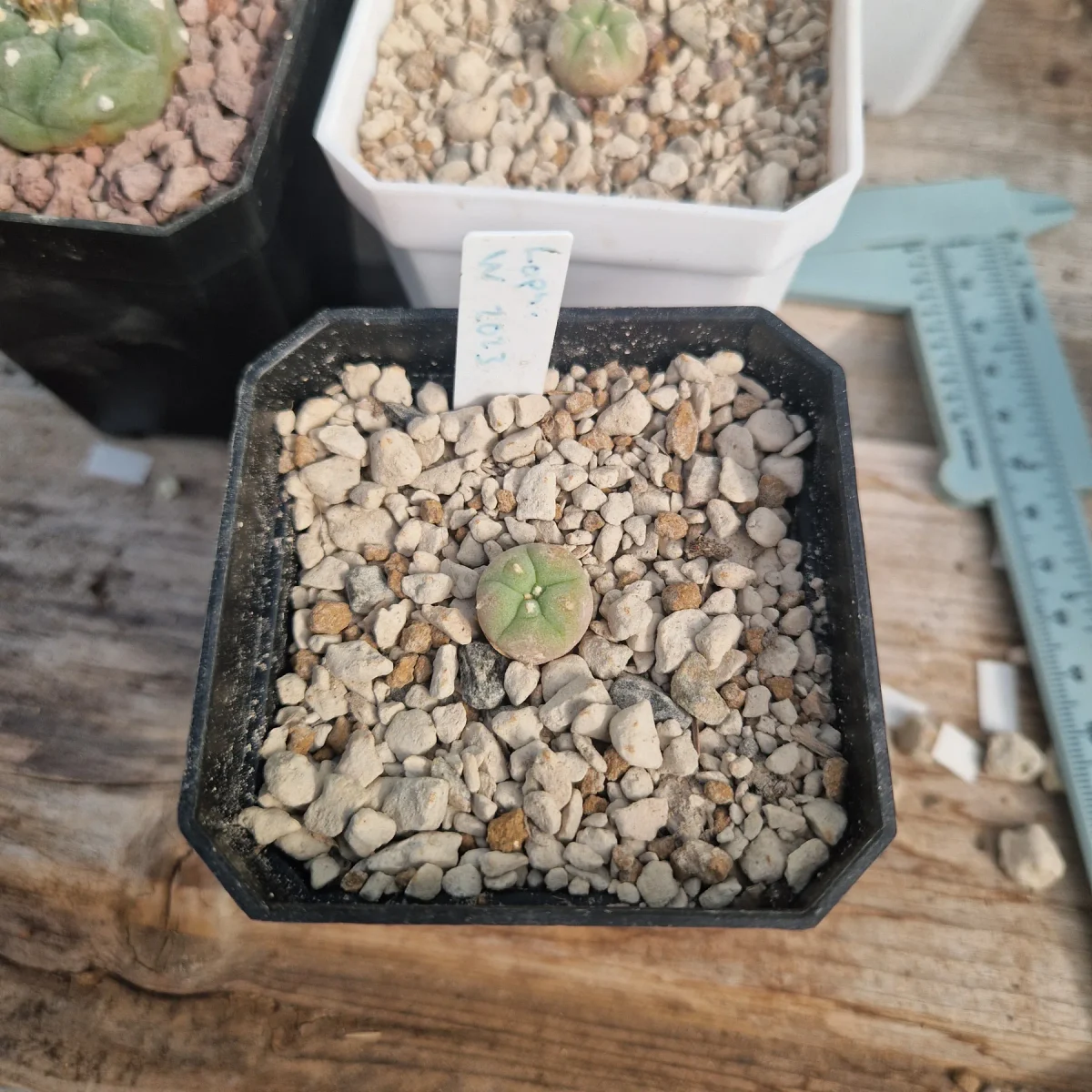 Lophophora Williamsii