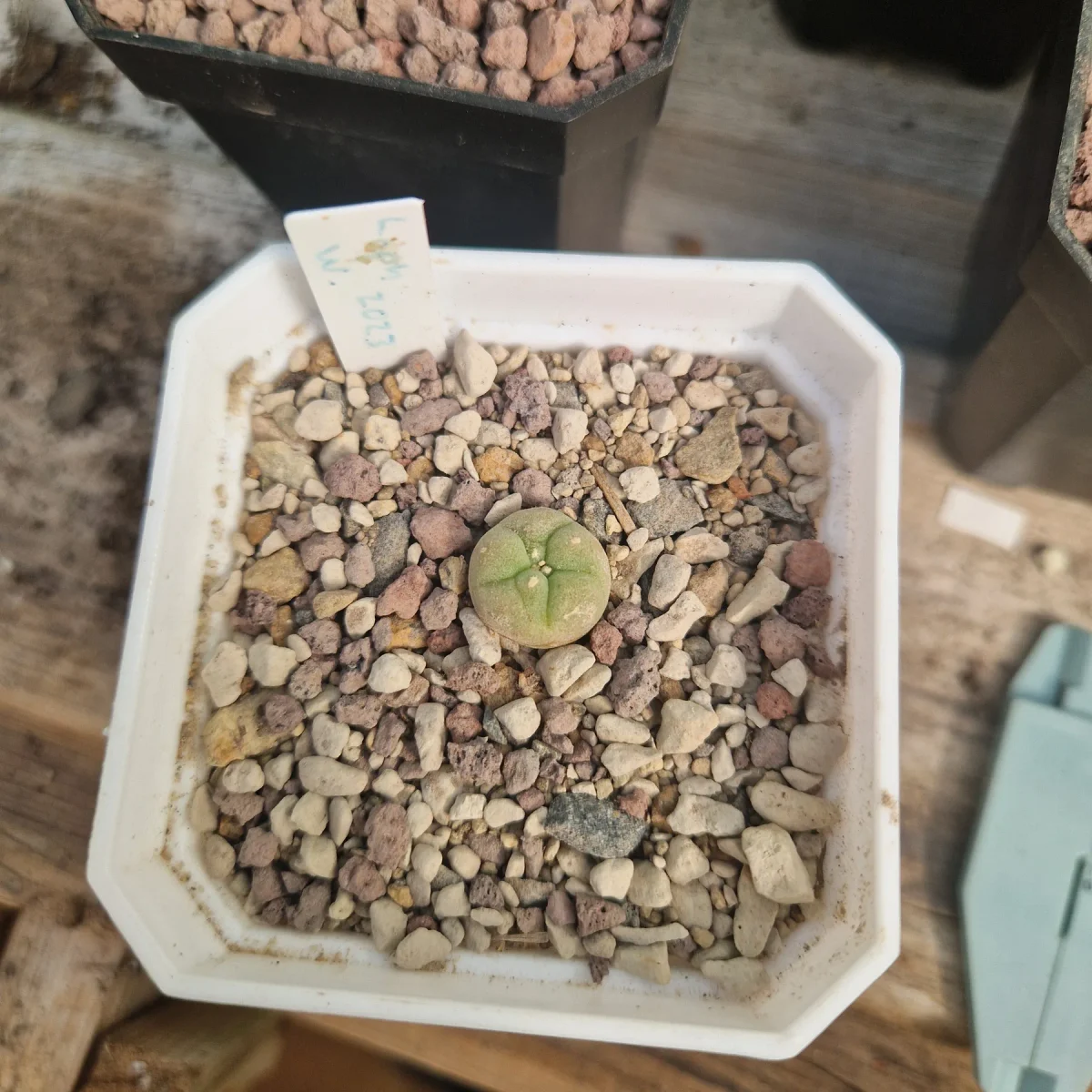 Lophophora williamsii