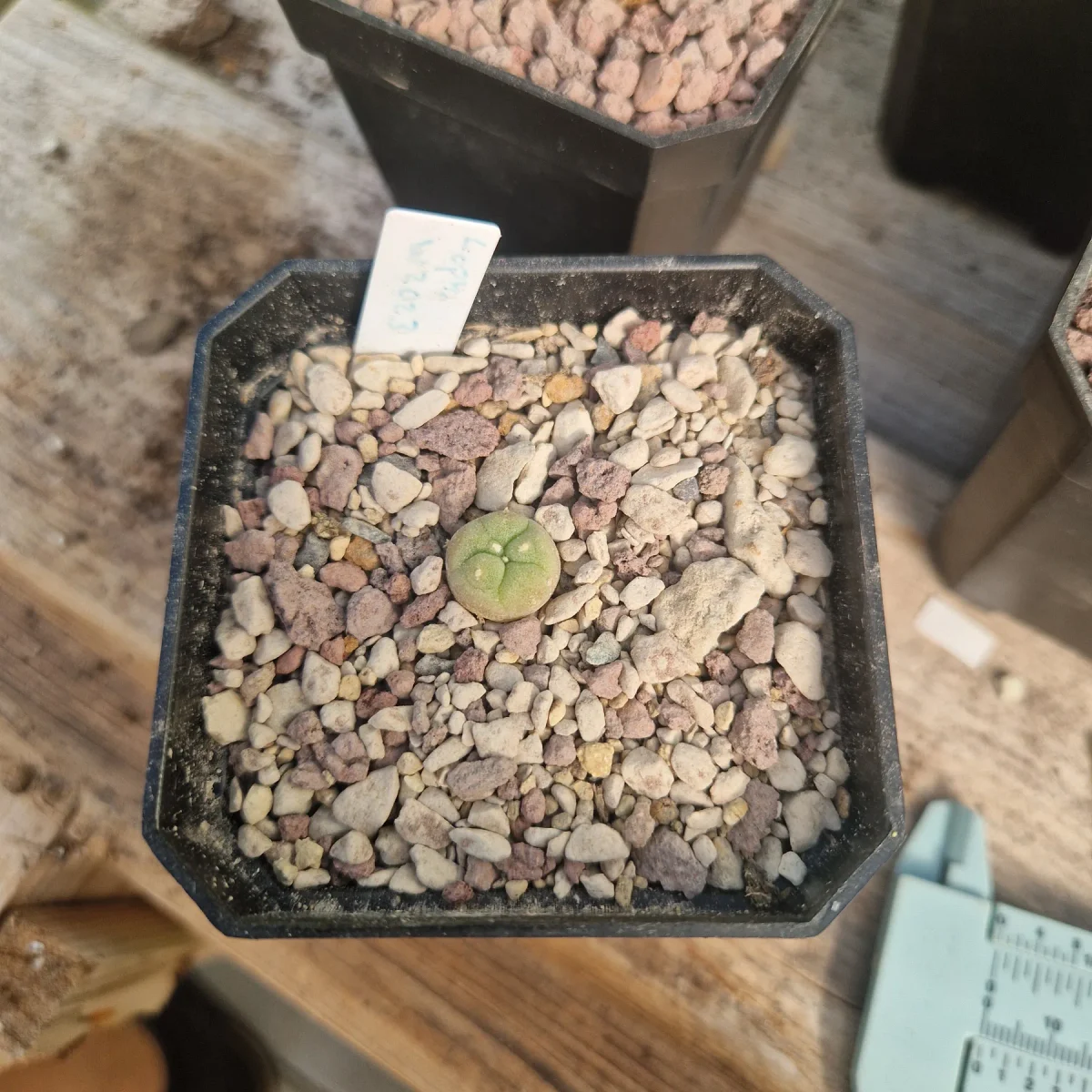 Lophophora williamsii