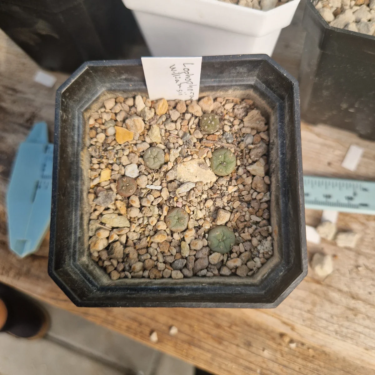 Lophophora Williamsii