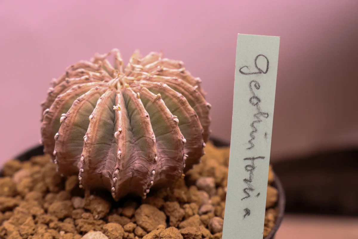 Geohintonia Mexicana