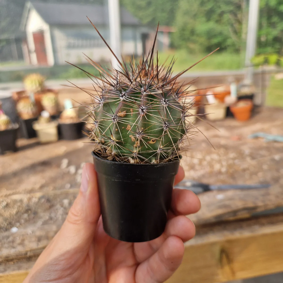 Carnegiea gigantea