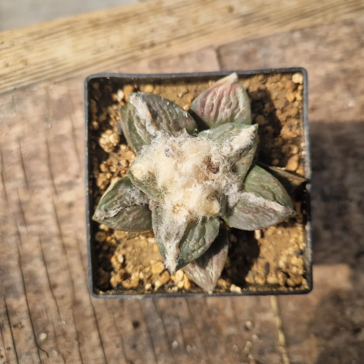 Ariocarpus Fissuratus