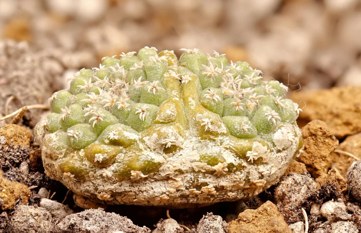 Strombocactus Disciformis subs. esperanzae