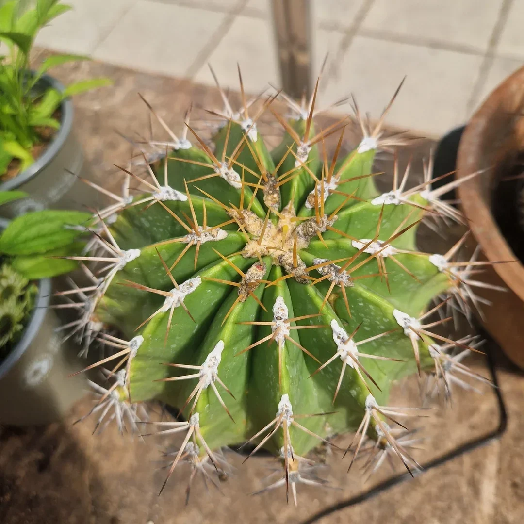 Ferocactus Schwarzii