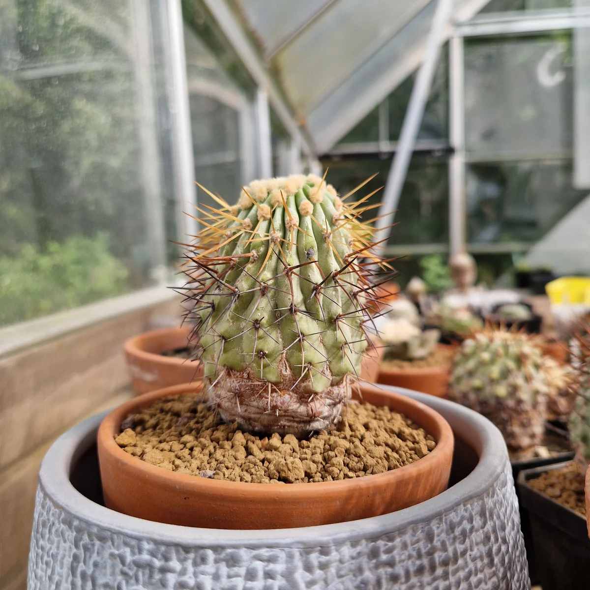 Copiapoa columna alba