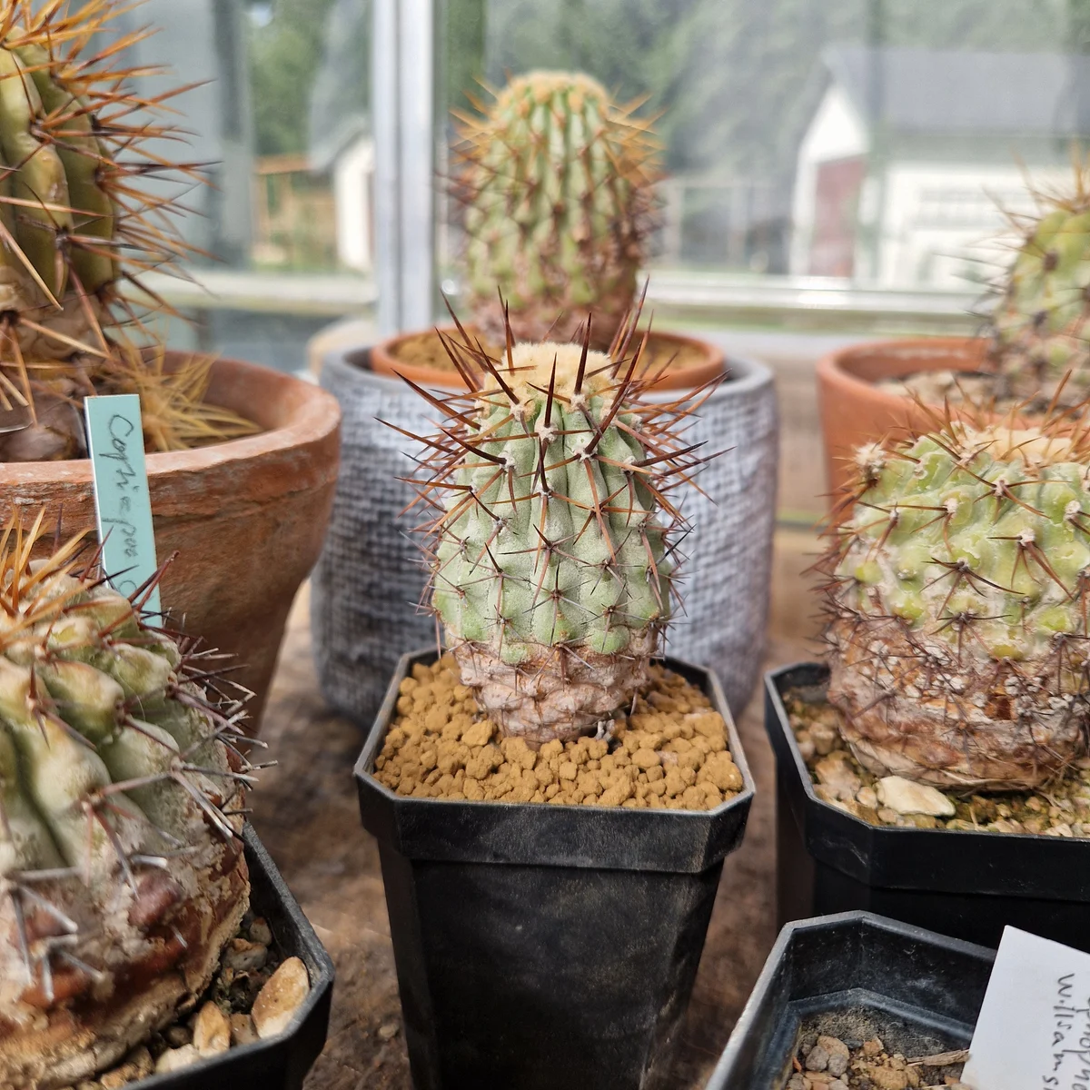 Copiapoa columna alba