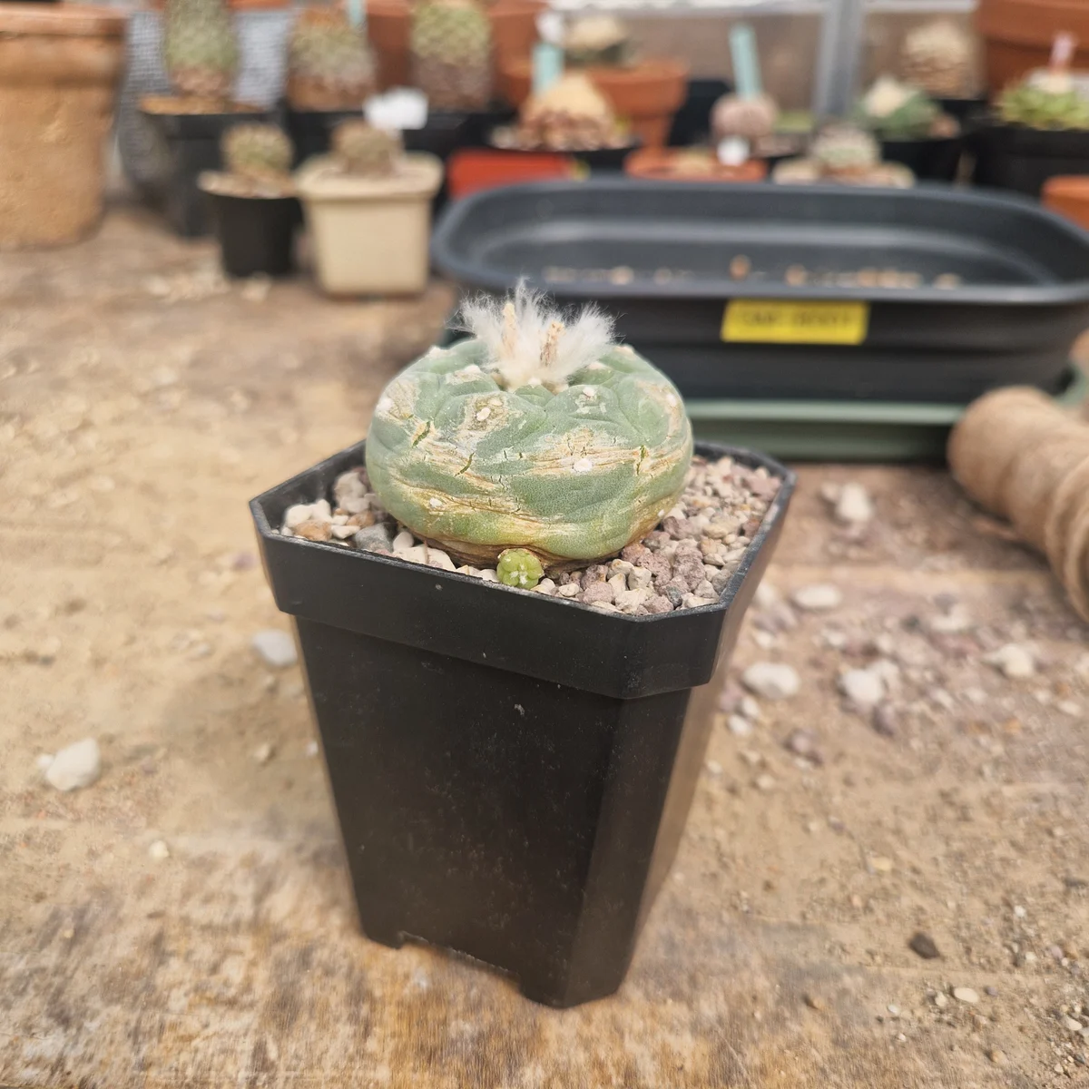 Lophophora diffusa