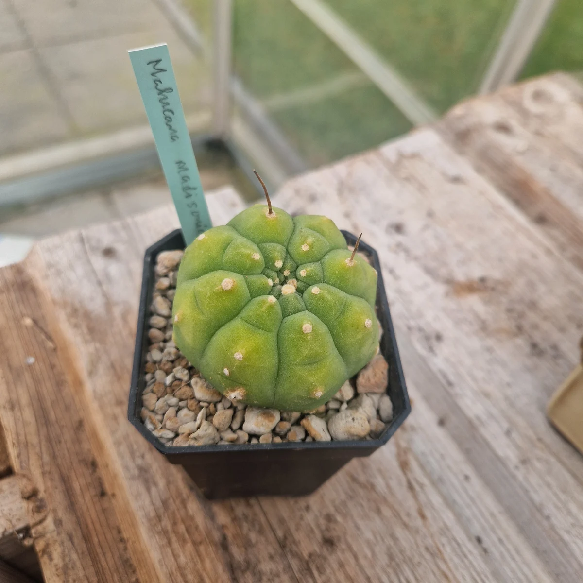 Matucana madisoniorium