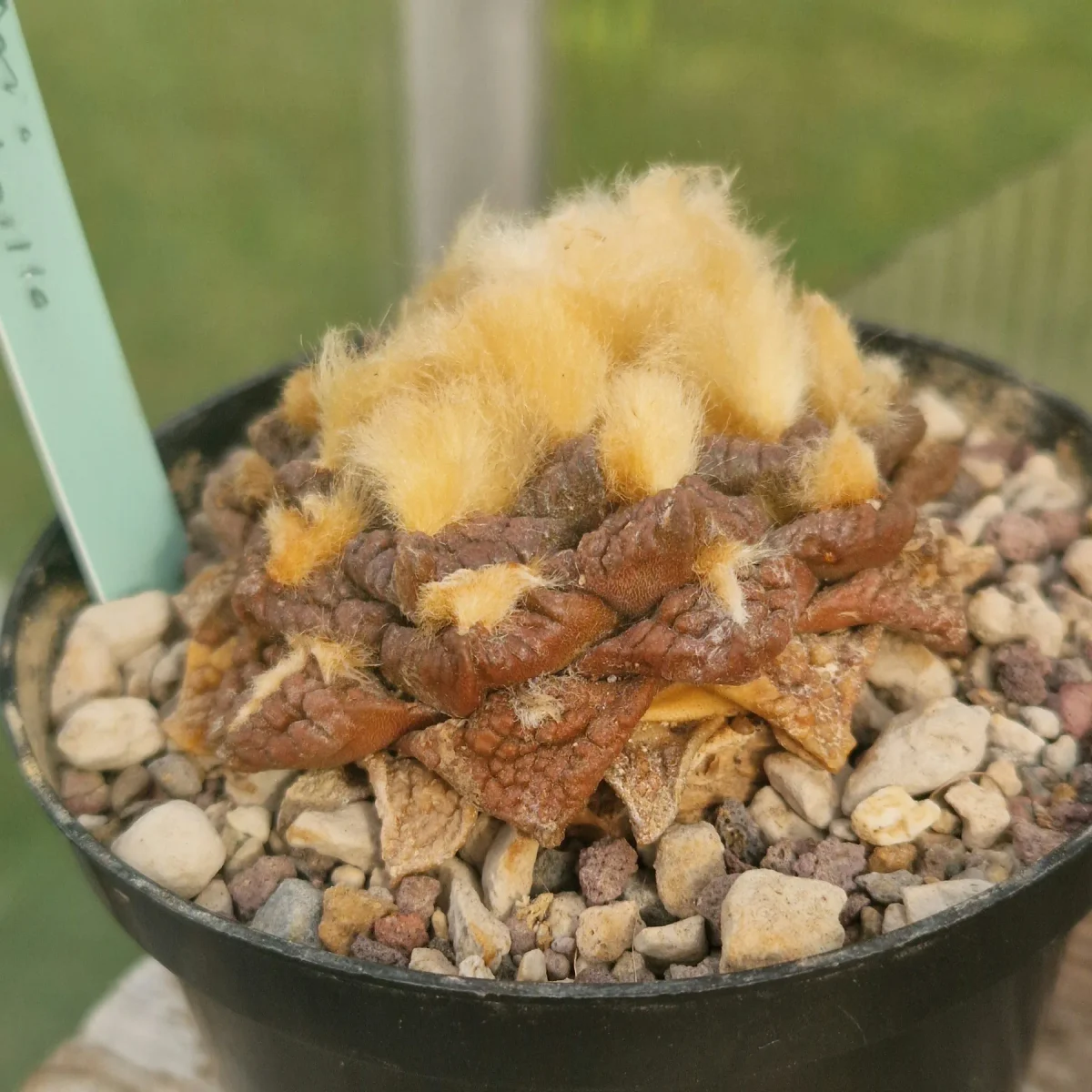 Ariocarpus fissuratus var. godzilla