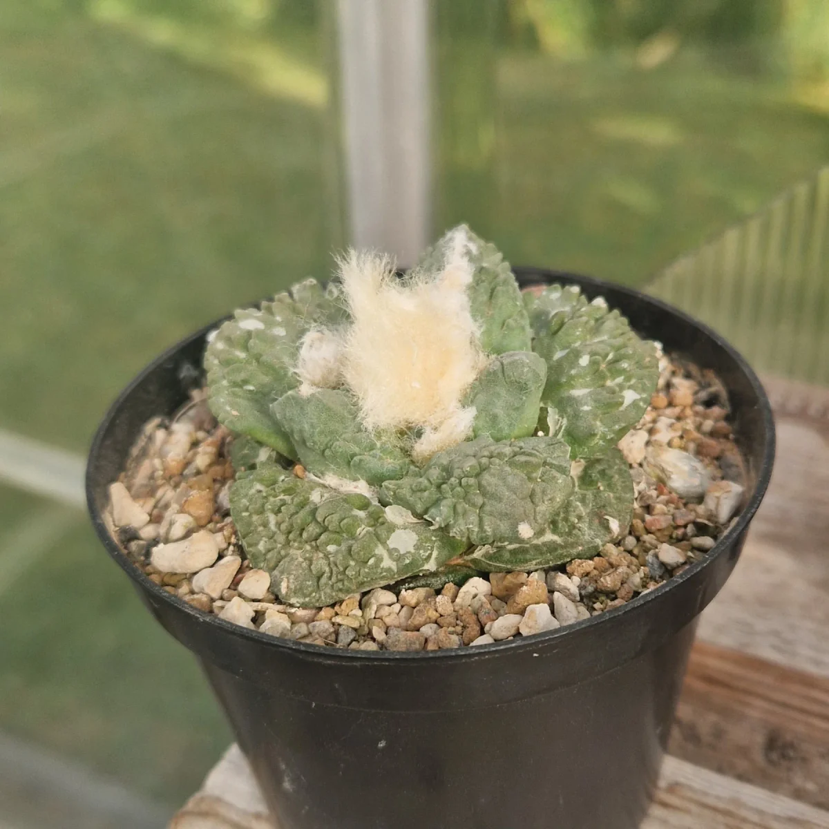 Ariocarpus fissuratus var. godzilla