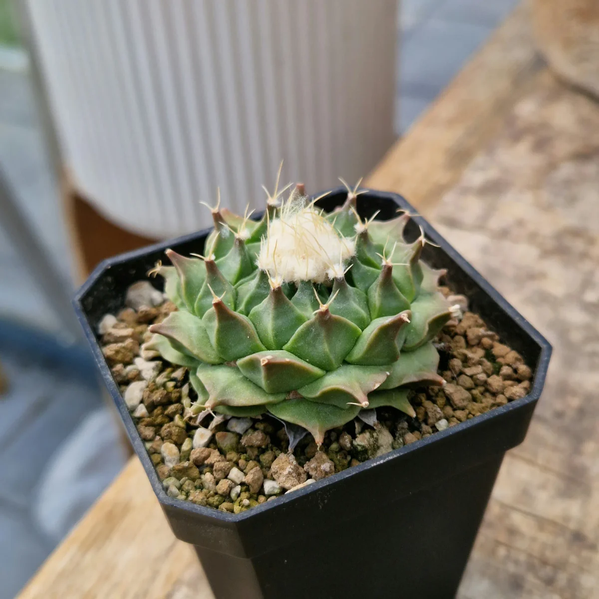 Obregonia denegrii