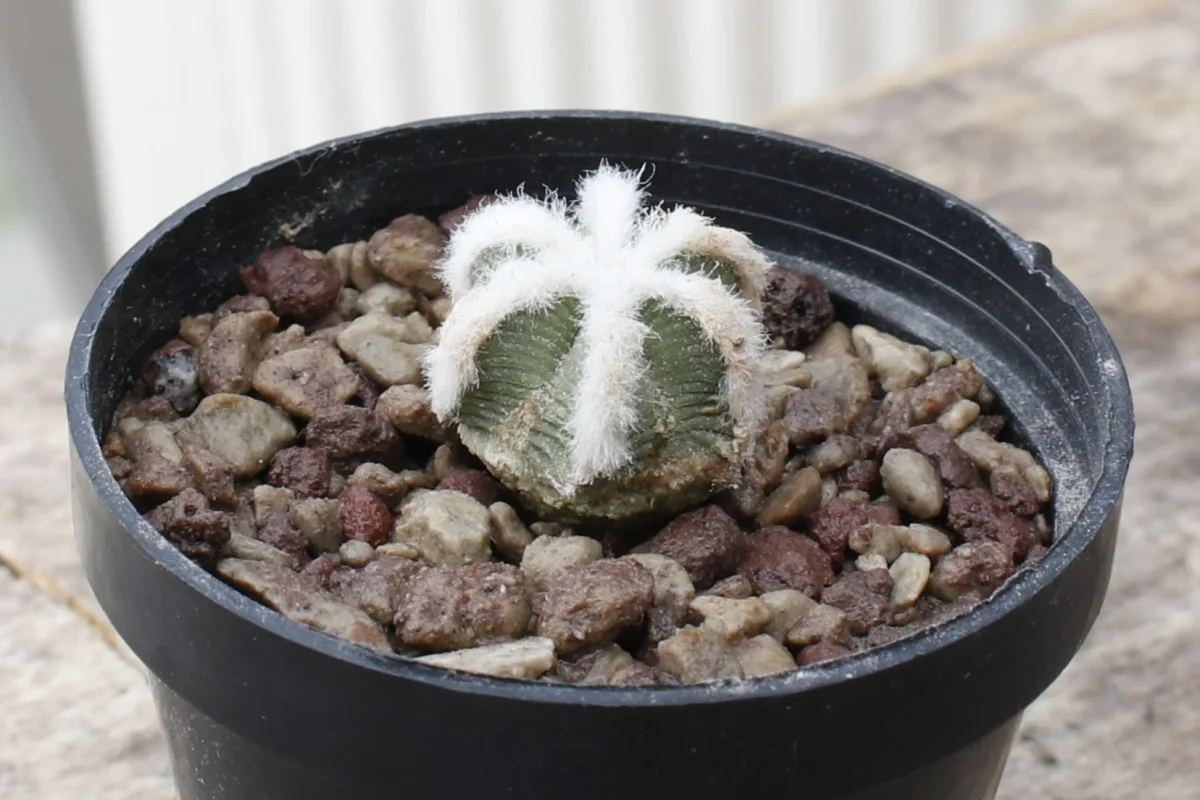 Aztekium hintonii