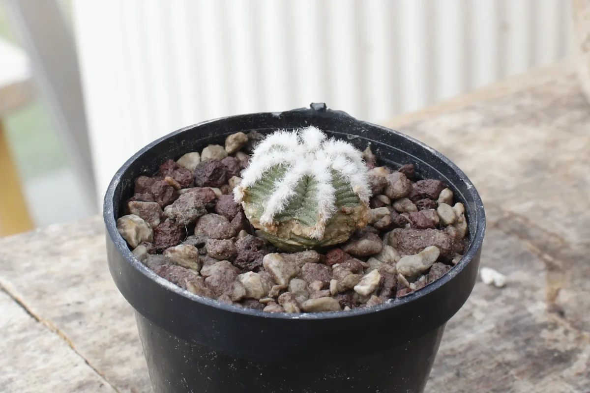 Aztekium hintonii