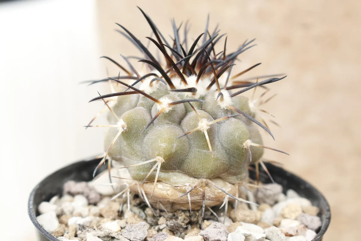 Copiapoa cinerea
