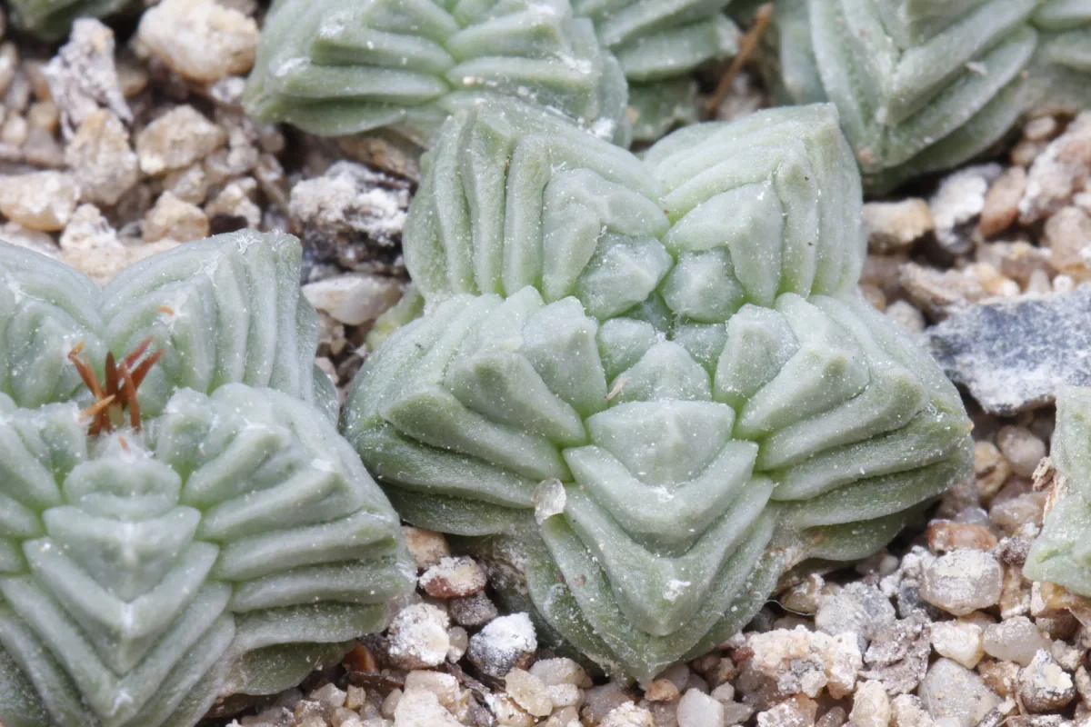 Aztekium valdezii