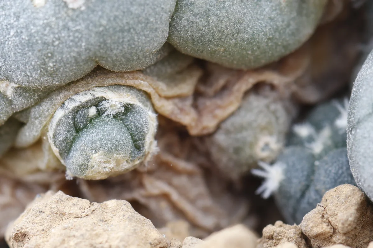Lophophora jourdaniana