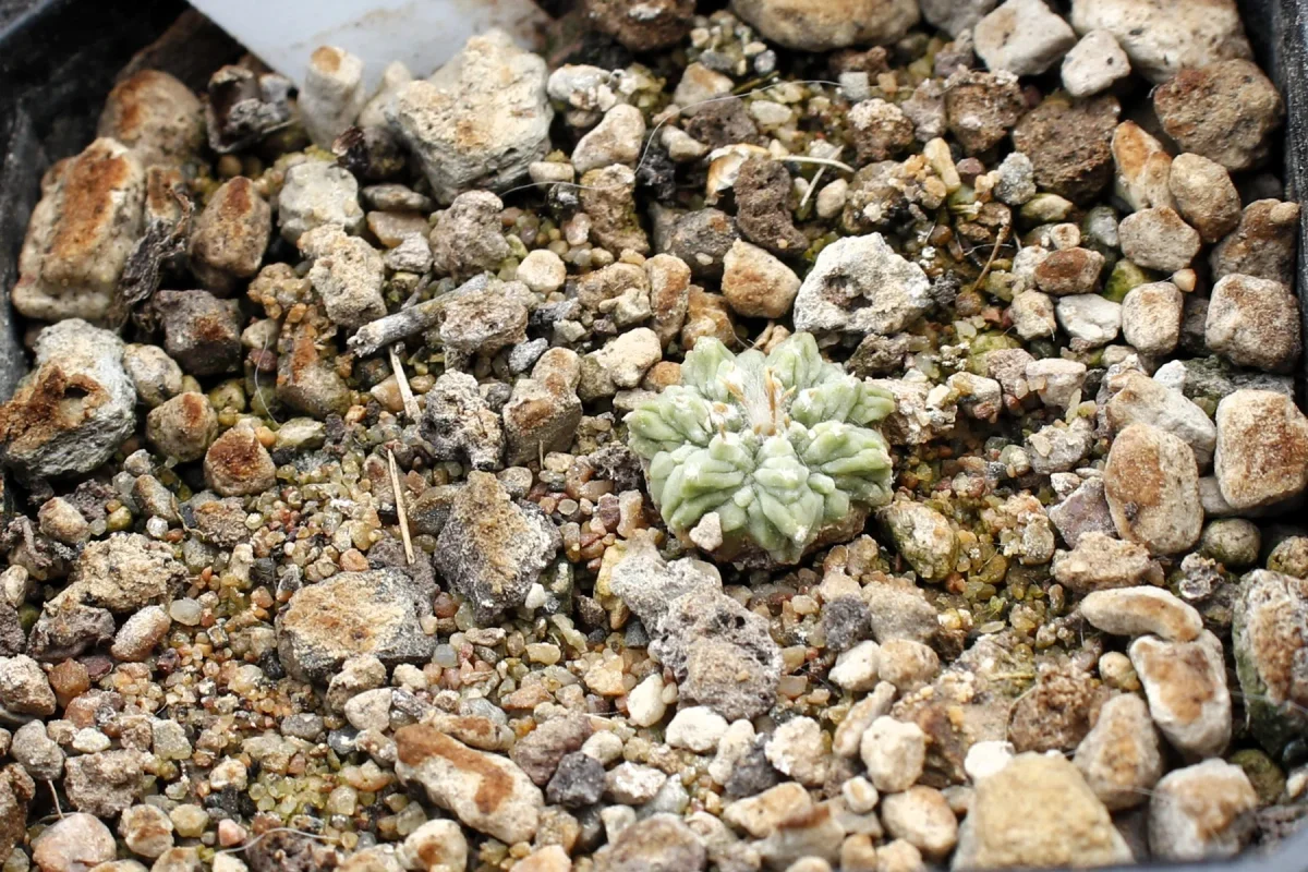 Aztekium ritterii