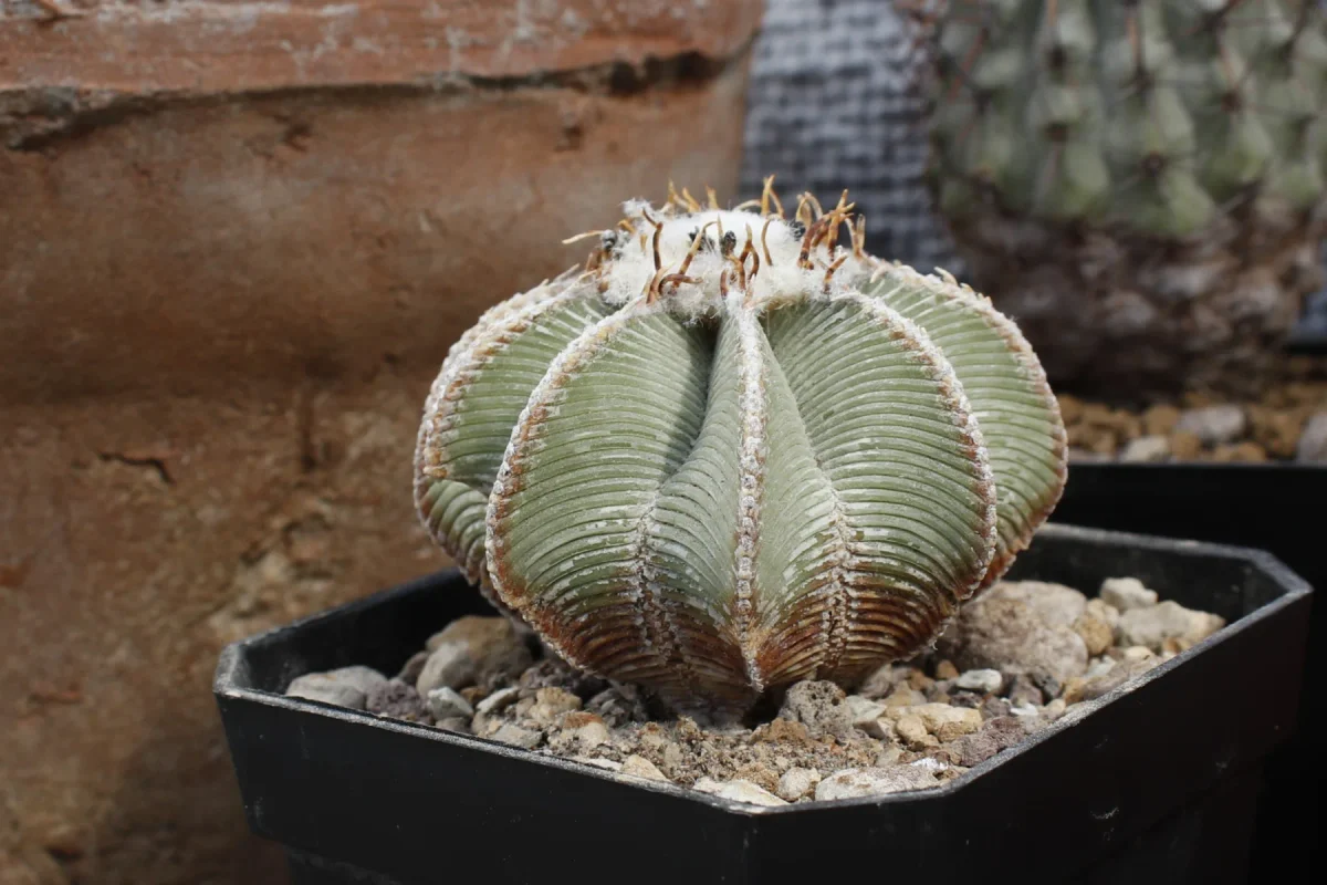 Aztekium hintonii