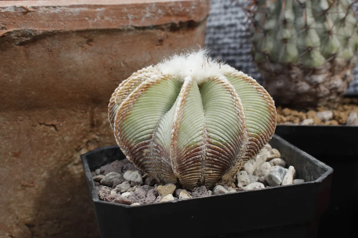 Aztekium hintonii